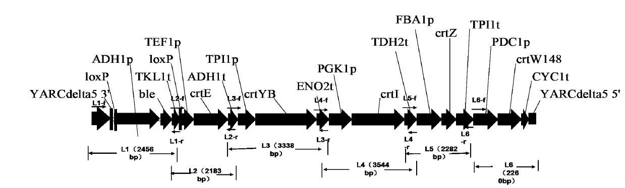 Construction method of genetically engineered bacterium for producing astaxanthin