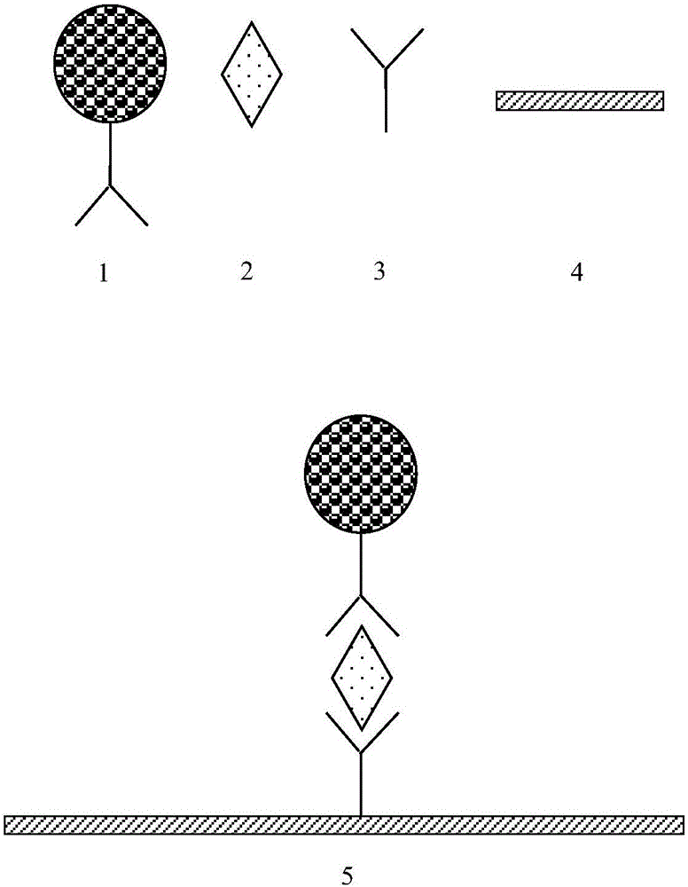 Cup type time-resolved fluorescence FABP analysis method and reagent kit based on microspheres