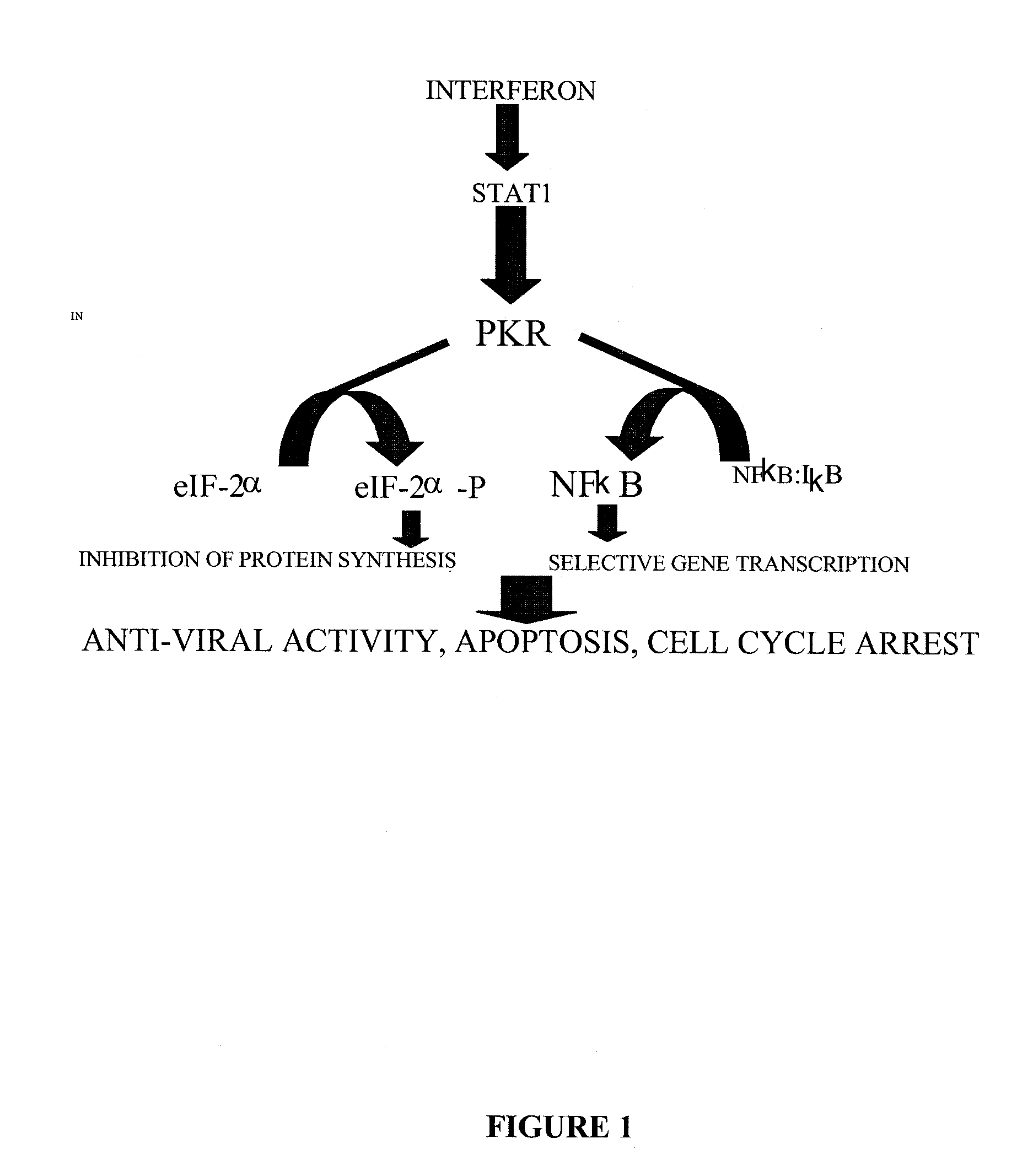 Oncolytic virus