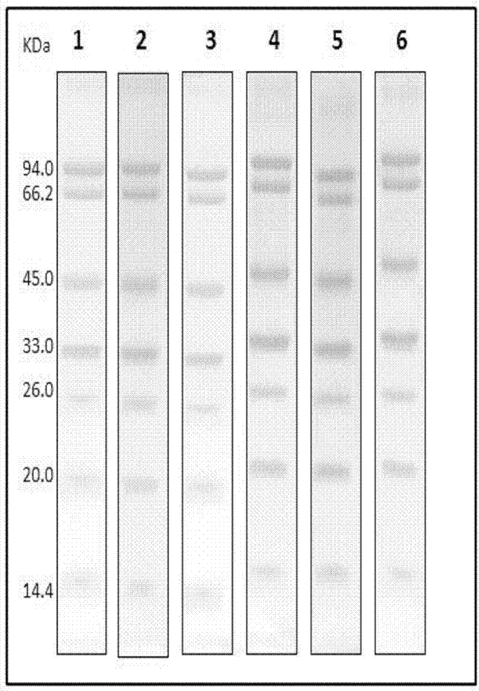 Ionic liquid- polyacrylamide gel, preparation method and purpose thereof