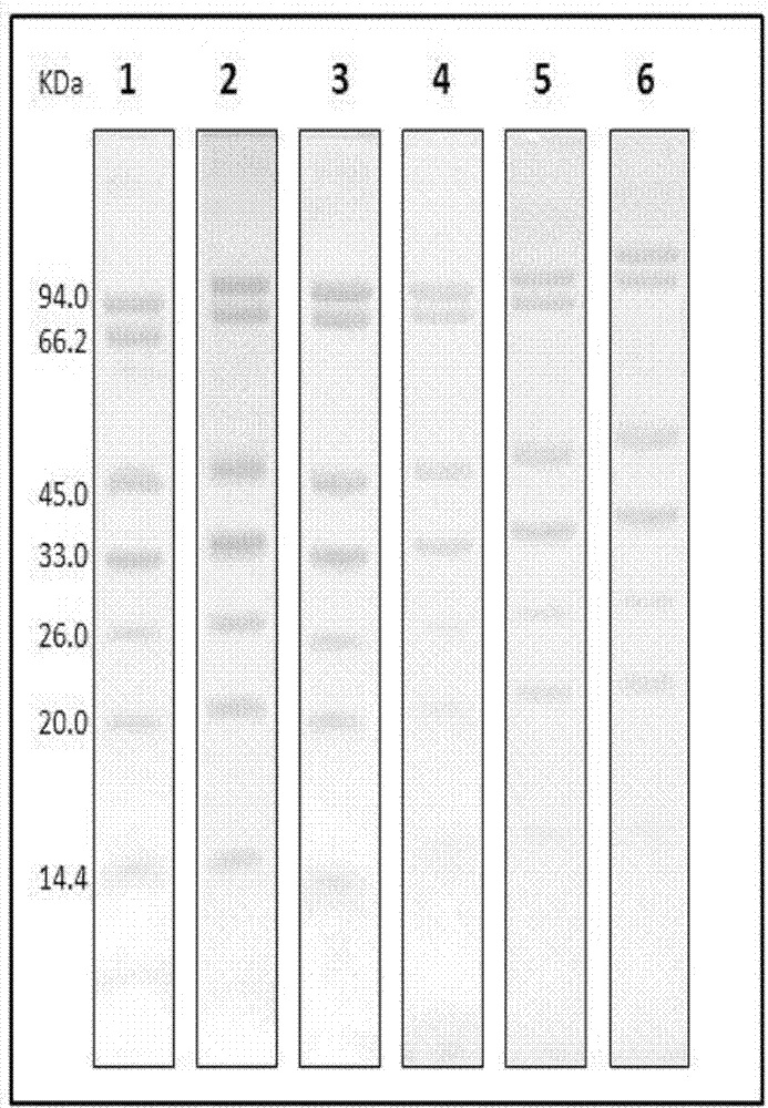 Ionic liquid- polyacrylamide gel, preparation method and purpose thereof