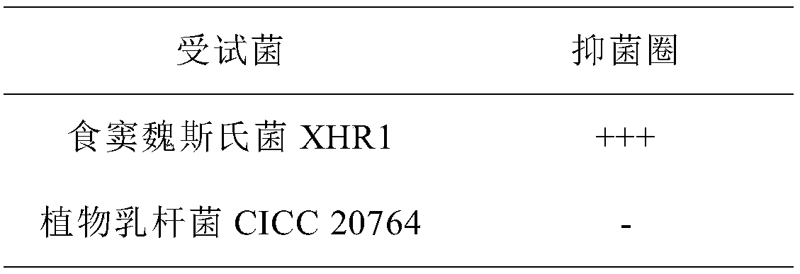 Weissella sinensis xhr1 and application thereof, kimchi containing Weissia sinensis xhr1