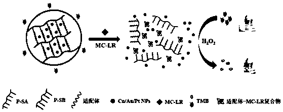 DNA hydrogel based on biological mimic enzyme signal amplification and application thereof