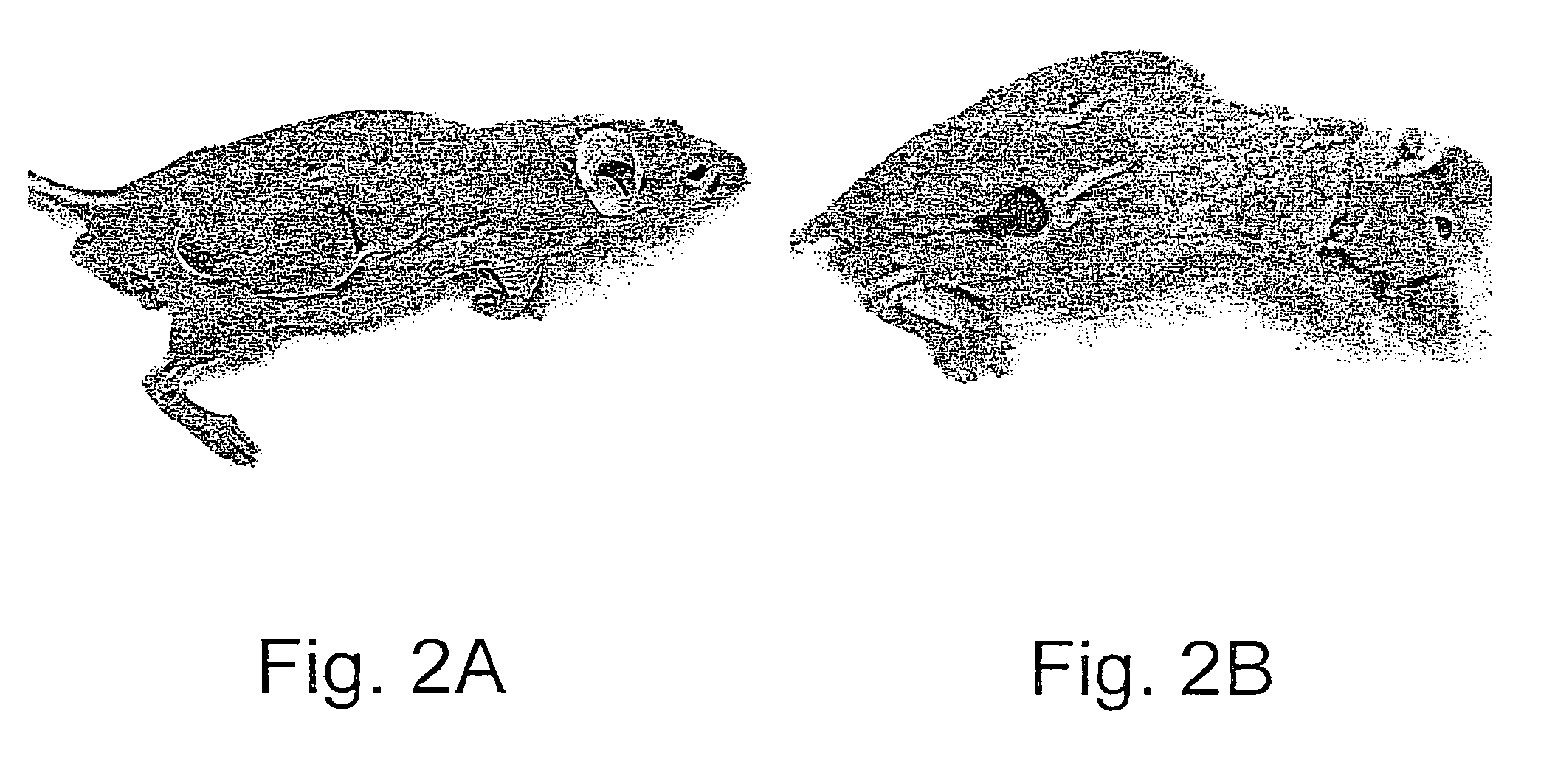 Methods and uses of leptin in immune modulation