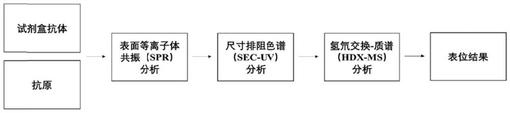 Mass spectrum-based epitope positioning method of in vitro diagnostic reagent antibody