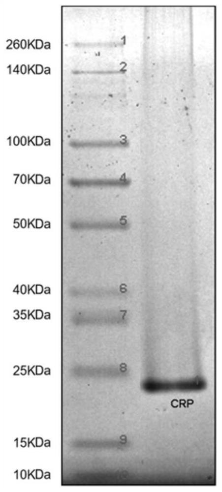 Mass spectrum-based epitope positioning method of in vitro diagnostic reagent antibody