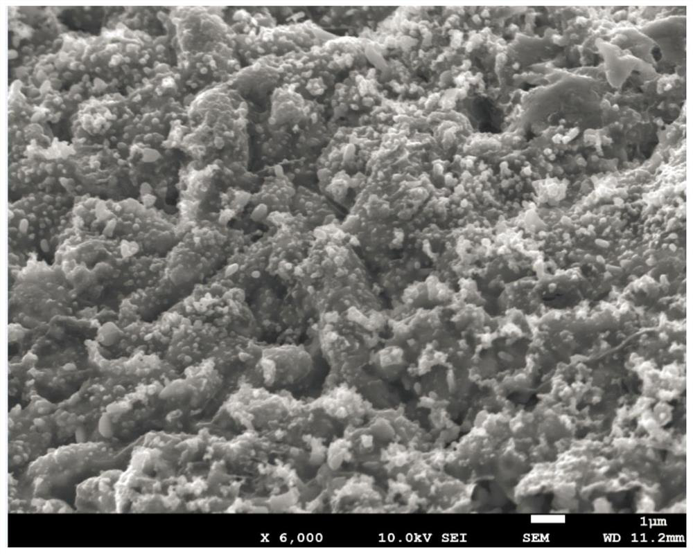 TiN/C coated lithium titanate tritium breeding agent and preparation method and preparation device system thereof