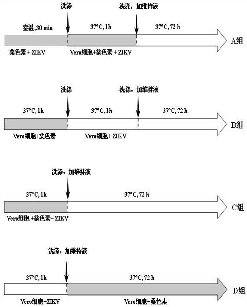 Application of morin and its derivatives in the preparation of anti-Zika virus drugs