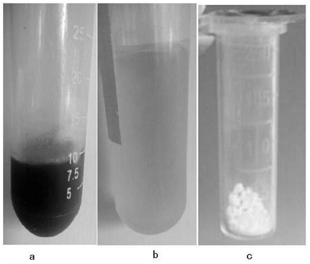 Spirulina phatensis polysaccharide and extraction method thereof