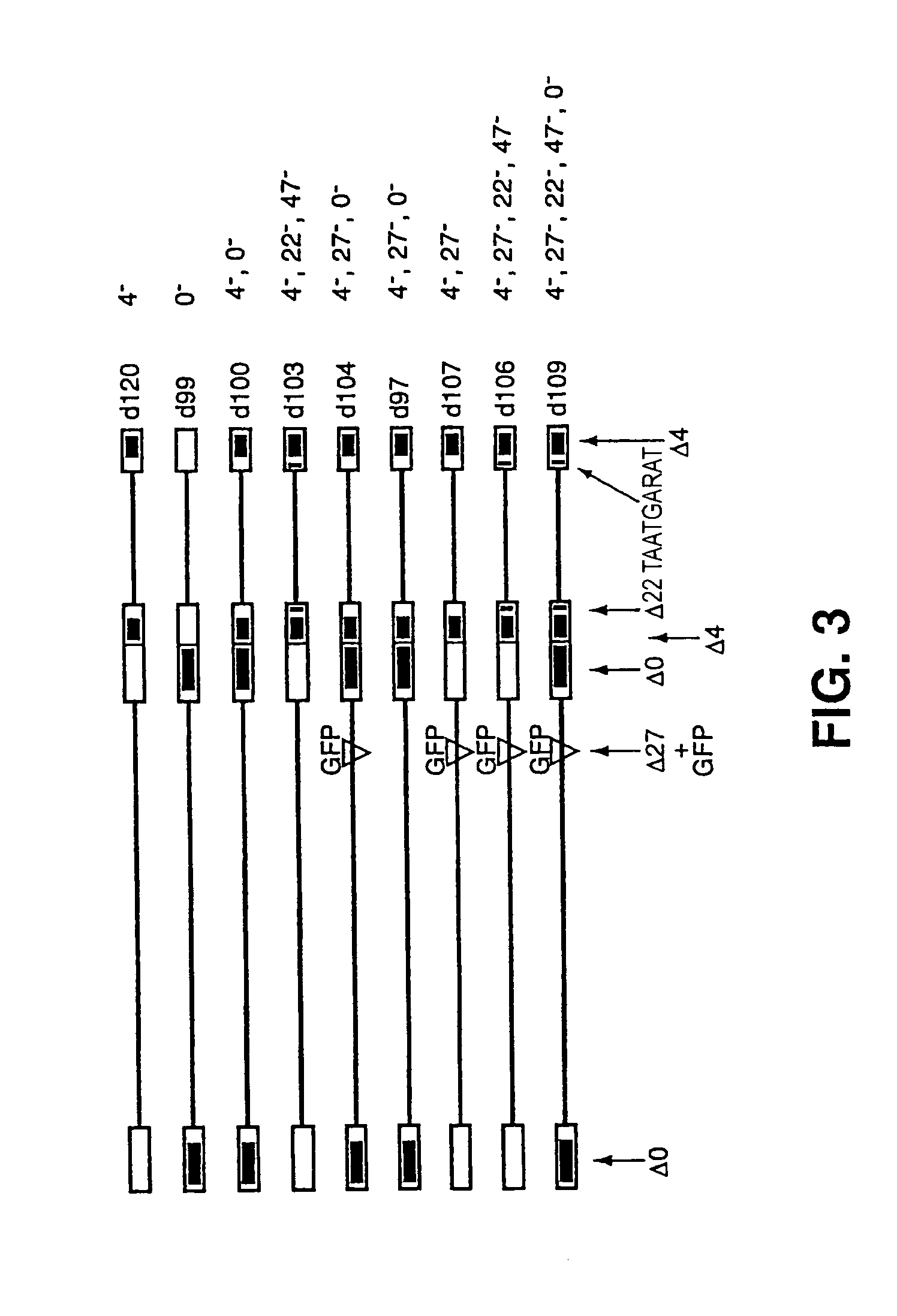 Herpes simplex virus strains