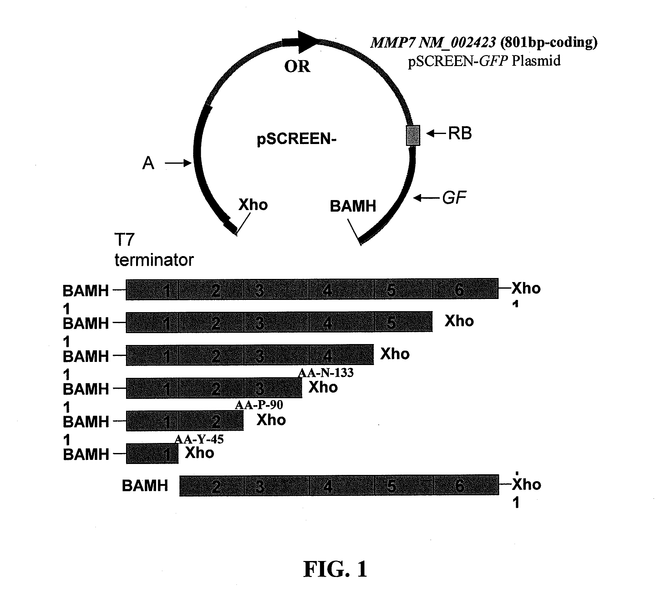 Matrix metalloproteinase-7 (mmp-7) monoclonal antibodies and methods for their use in the detection of ovarian cancer