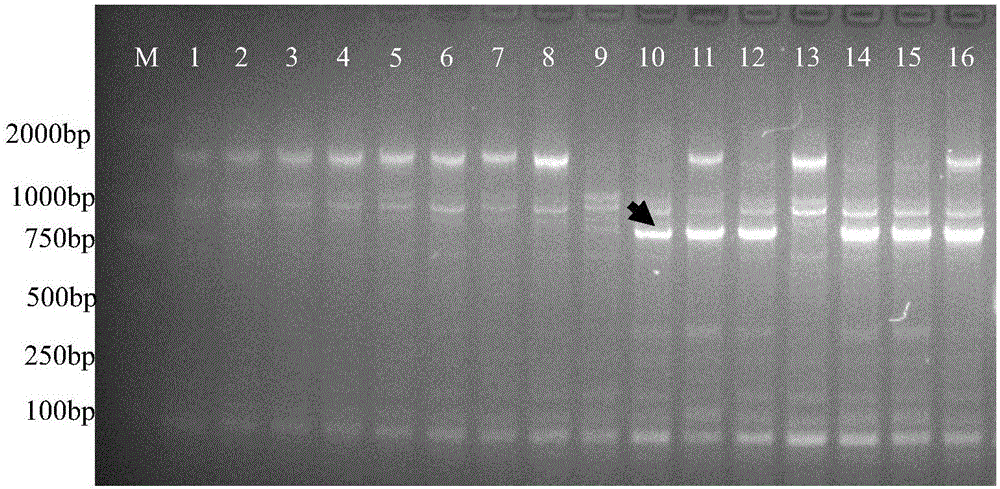 SCAR molecular marker and identification method for identifying banana fusarium wilt resistance