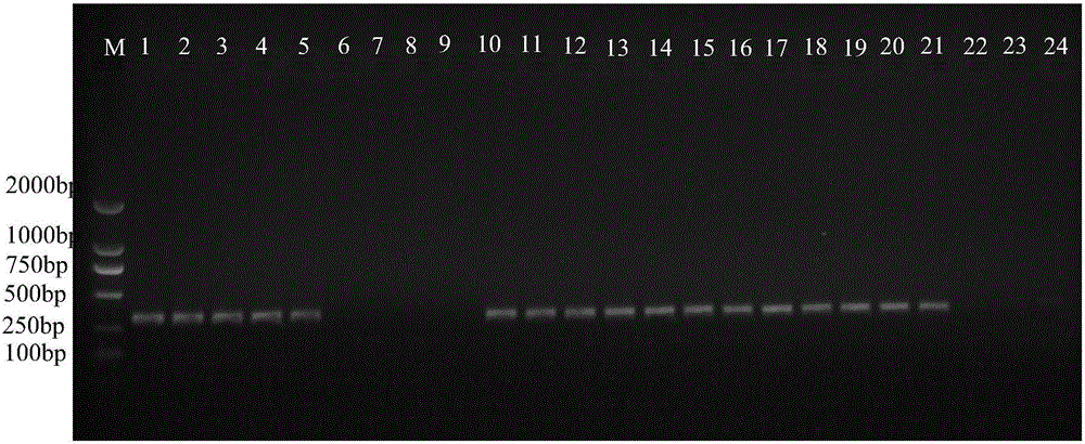 SCAR molecular marker and identification method for identifying banana fusarium wilt resistance