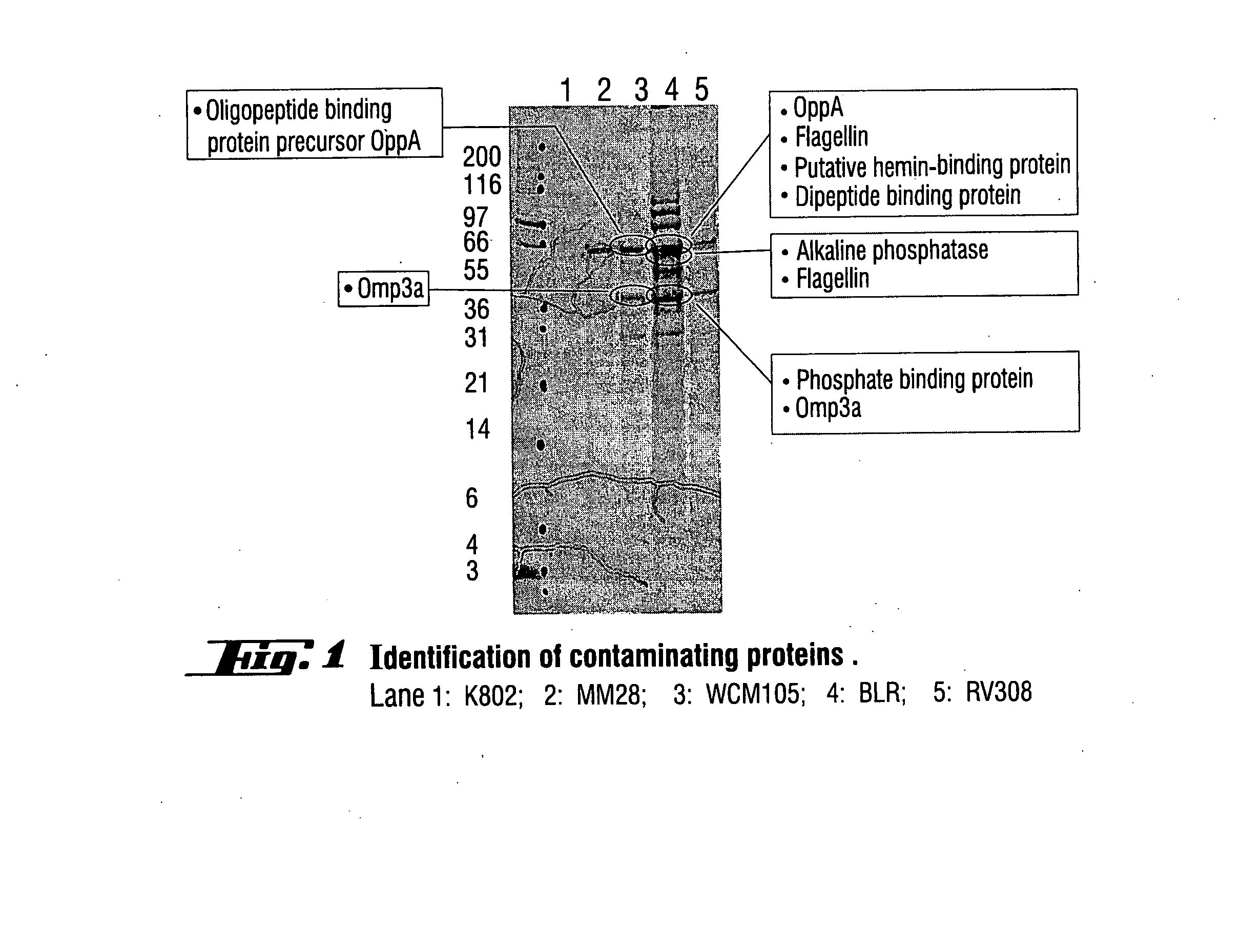 Microorganism strain for producing recombinant proteins