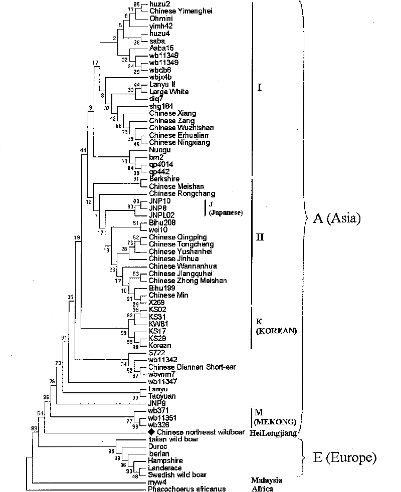 Complete sequence cloning and evolutionary analysis on boar mitochondrial genome in Heilongjiang Province