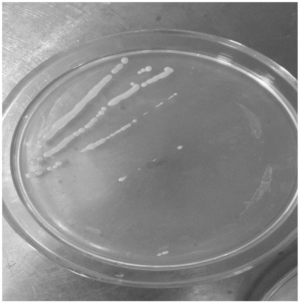 Bacillus subtilis, fermentation method, powder and application