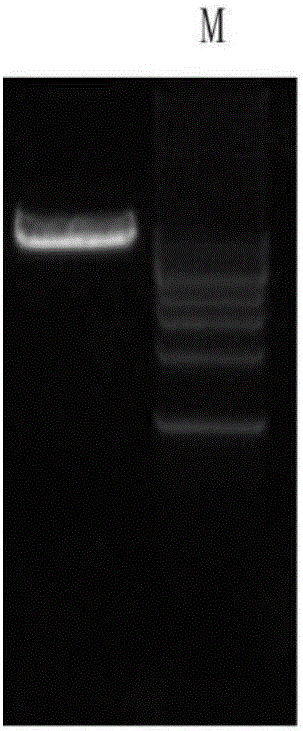 Method for obtaining sheep with different hair colors on basis of CRISPR/Cas9 and sgRNA of targeted ASIP gene