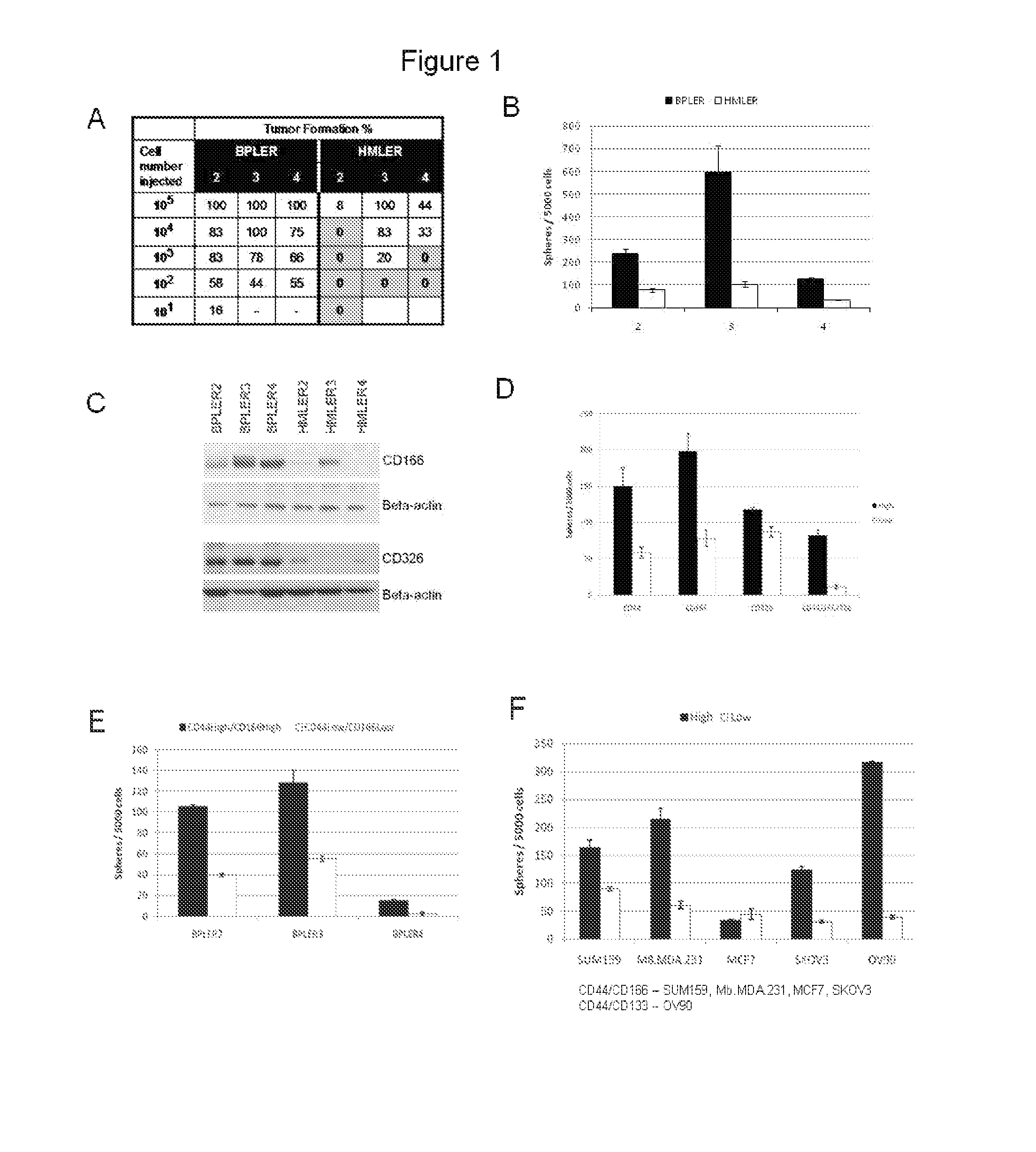 Markers for and methods of targeting tumor stem cells