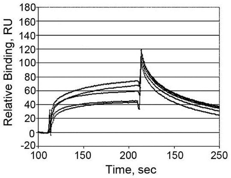 An interleukin-39 specific antagonistic protein and its application in the treatment of autoimmune diseases