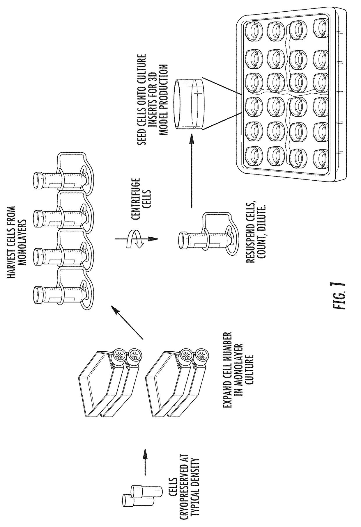 Methods and Kits for Production of Tissue Equivalents from Cryopreserved Cells