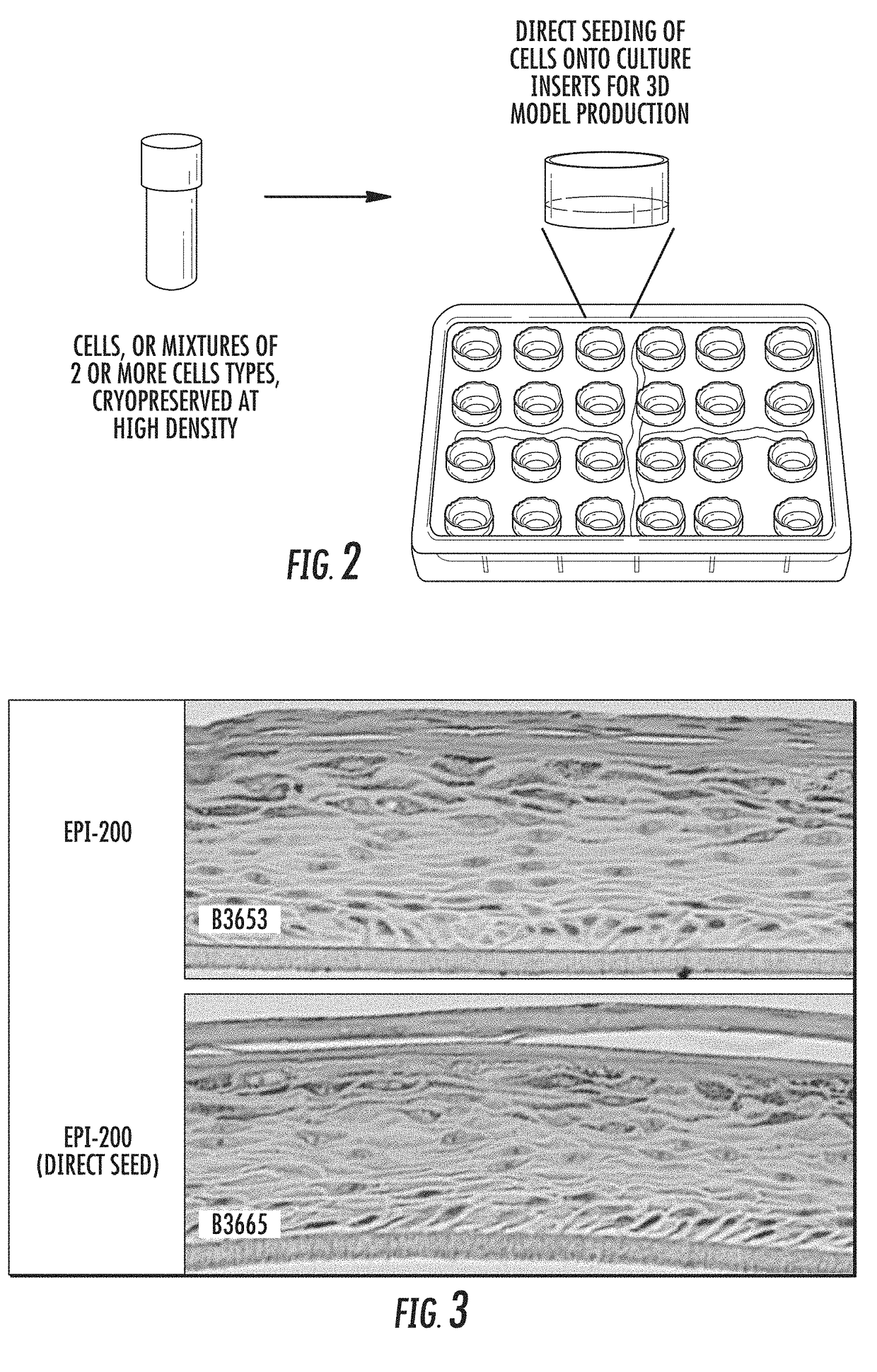 Methods and Kits for Production of Tissue Equivalents from Cryopreserved Cells