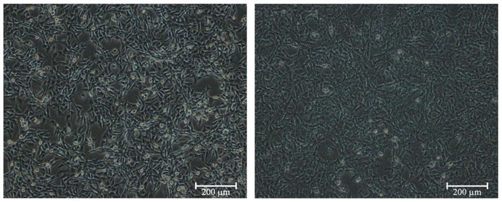 Co-culture method capable of culturing anaerobic strains and pig intestine epithelial cells