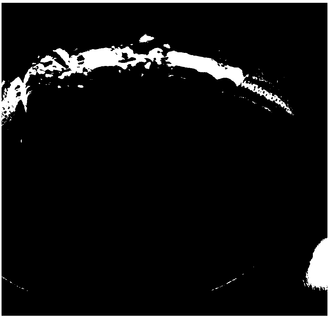 Efficient subculture and rapid propagation method for ceratostigma willmottianum