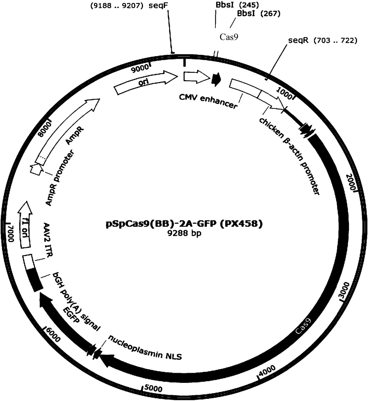 Hematopoietic stem cell as well as preparation method and application thereof