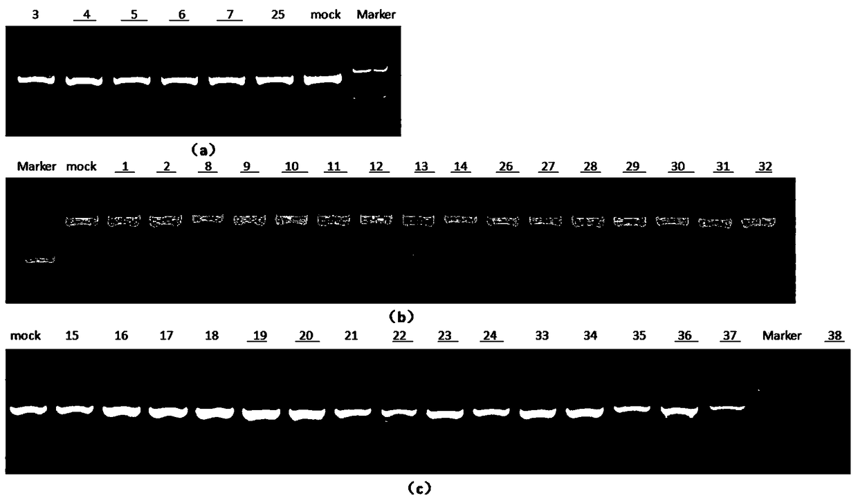 Hematopoietic stem cell as well as preparation method and application thereof