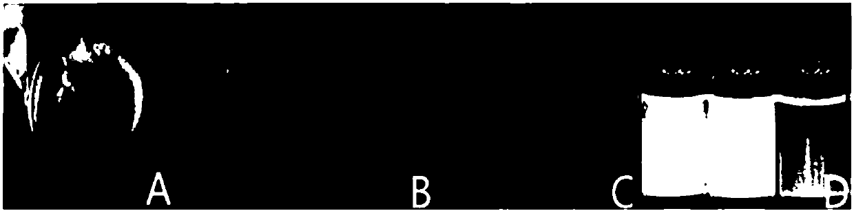 Curcumin Pickering emulsion with colon targeted transmission function, preparation method and application thereof