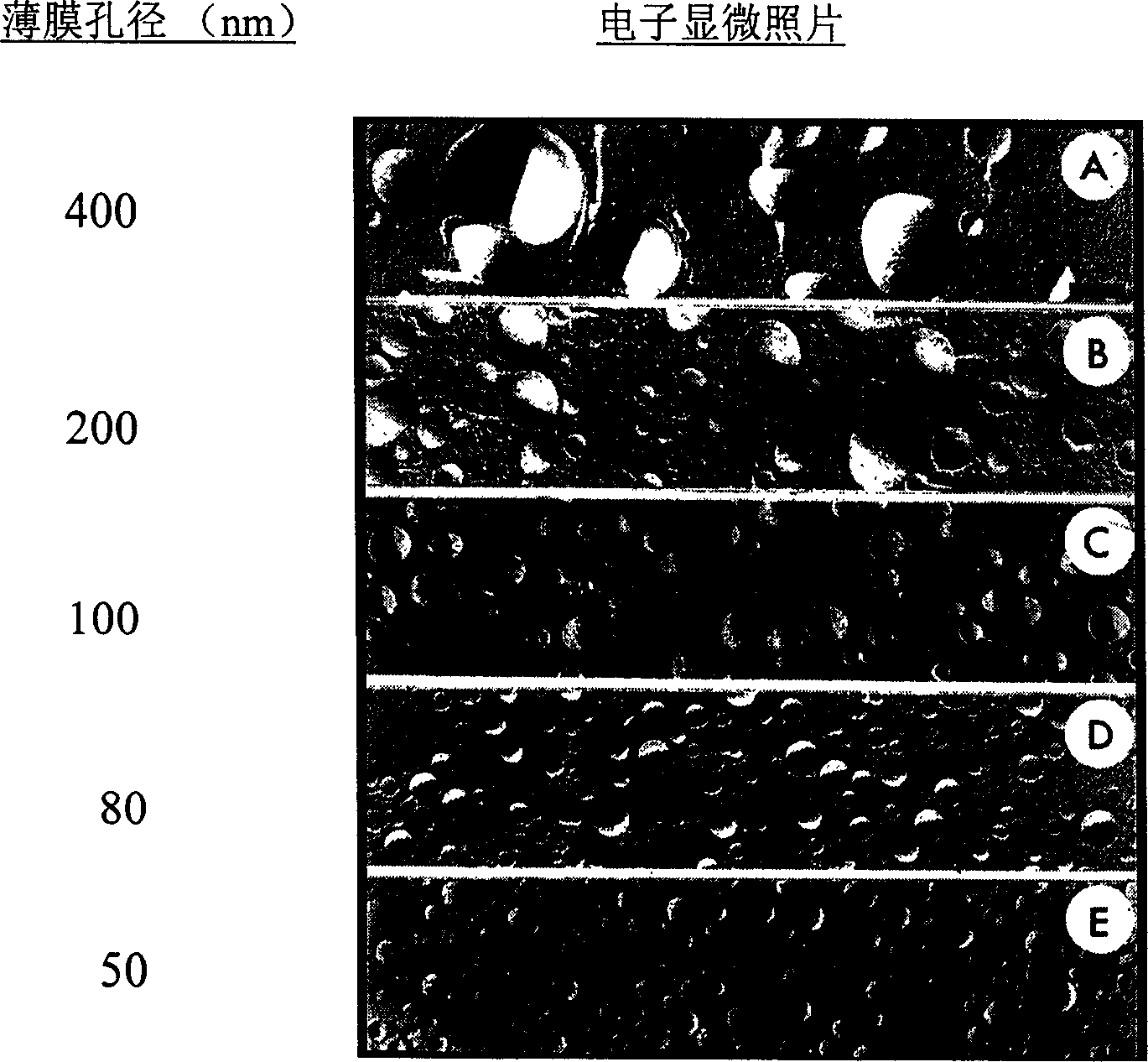 Automatic liposome preparation apparatus and method for prepaving liplsome by same