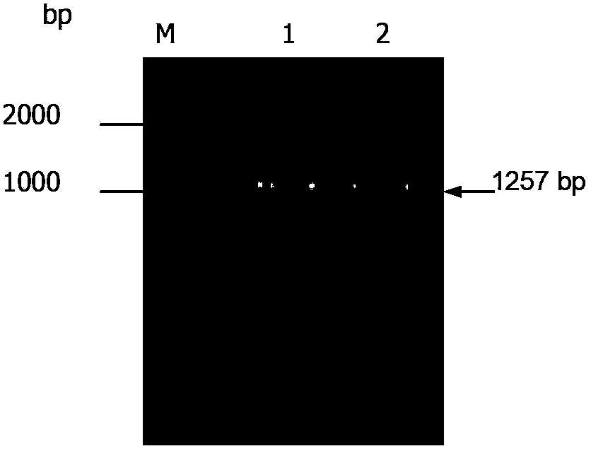 Protein associated with sesquiterpene synthesis and encoding gene and application thereof