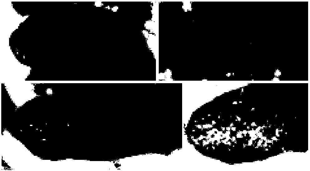 Microfossil nondestructive separation method