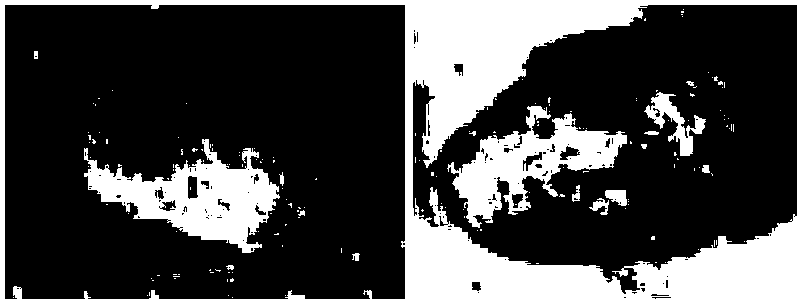 Microfossil nondestructive separation method