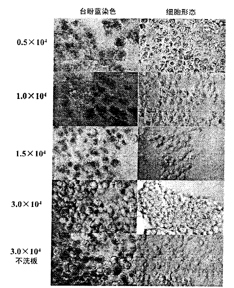 Method for acquiring solid tumor cell with successful in-vitro transfection