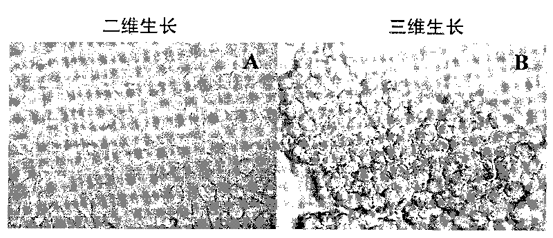 Method for acquiring solid tumor cell with successful in-vitro transfection