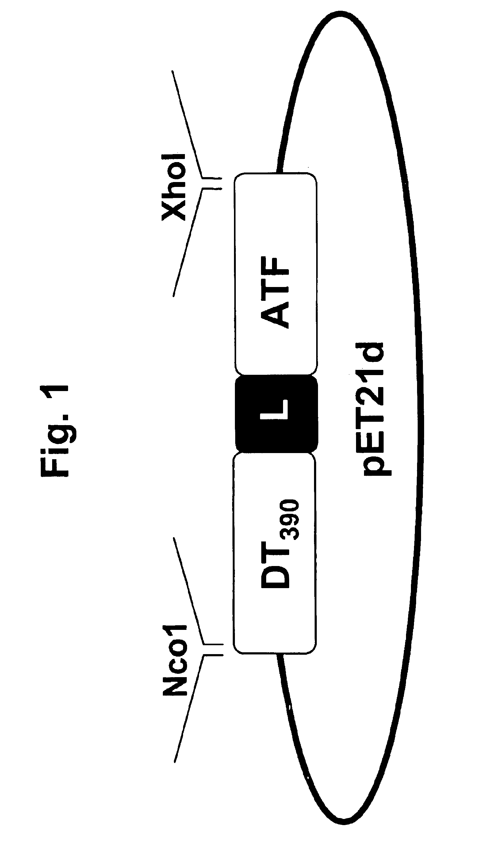 DTAT fusion toxin