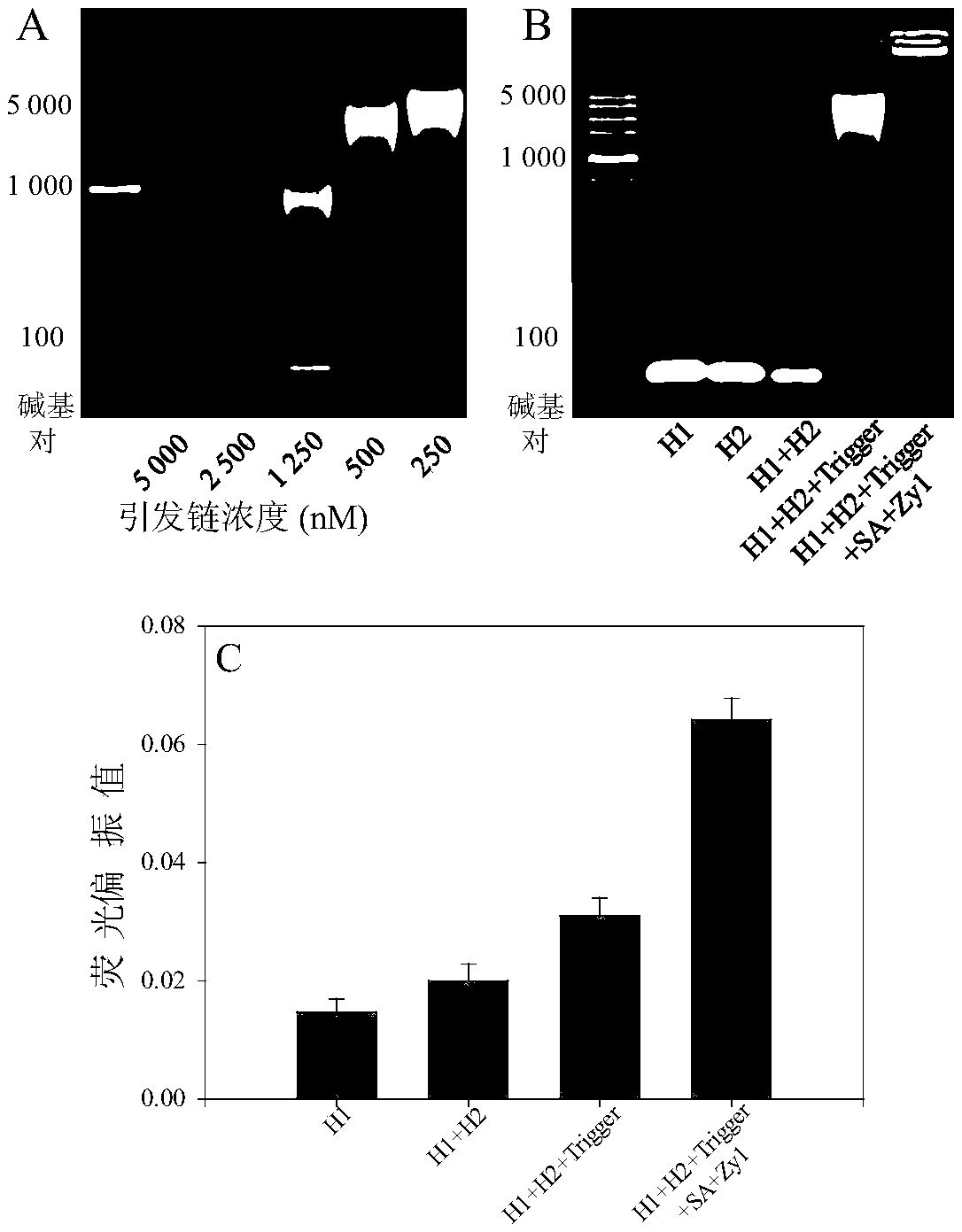 Targeting carrier, targeted drug and application of targeted drug, targeted probe and application of targeted probe