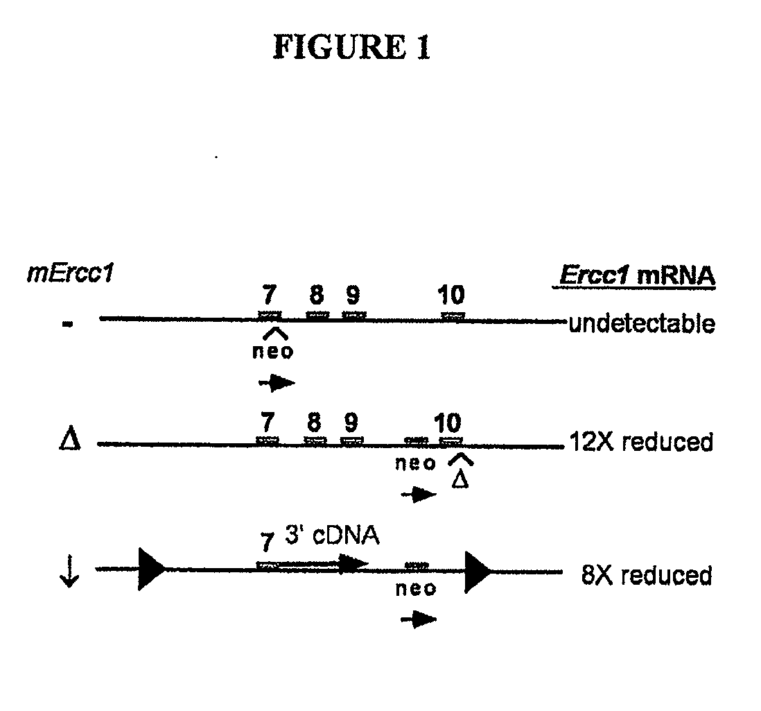 Inhibiting the signs of aging by inhibiting nf-kappa b activation