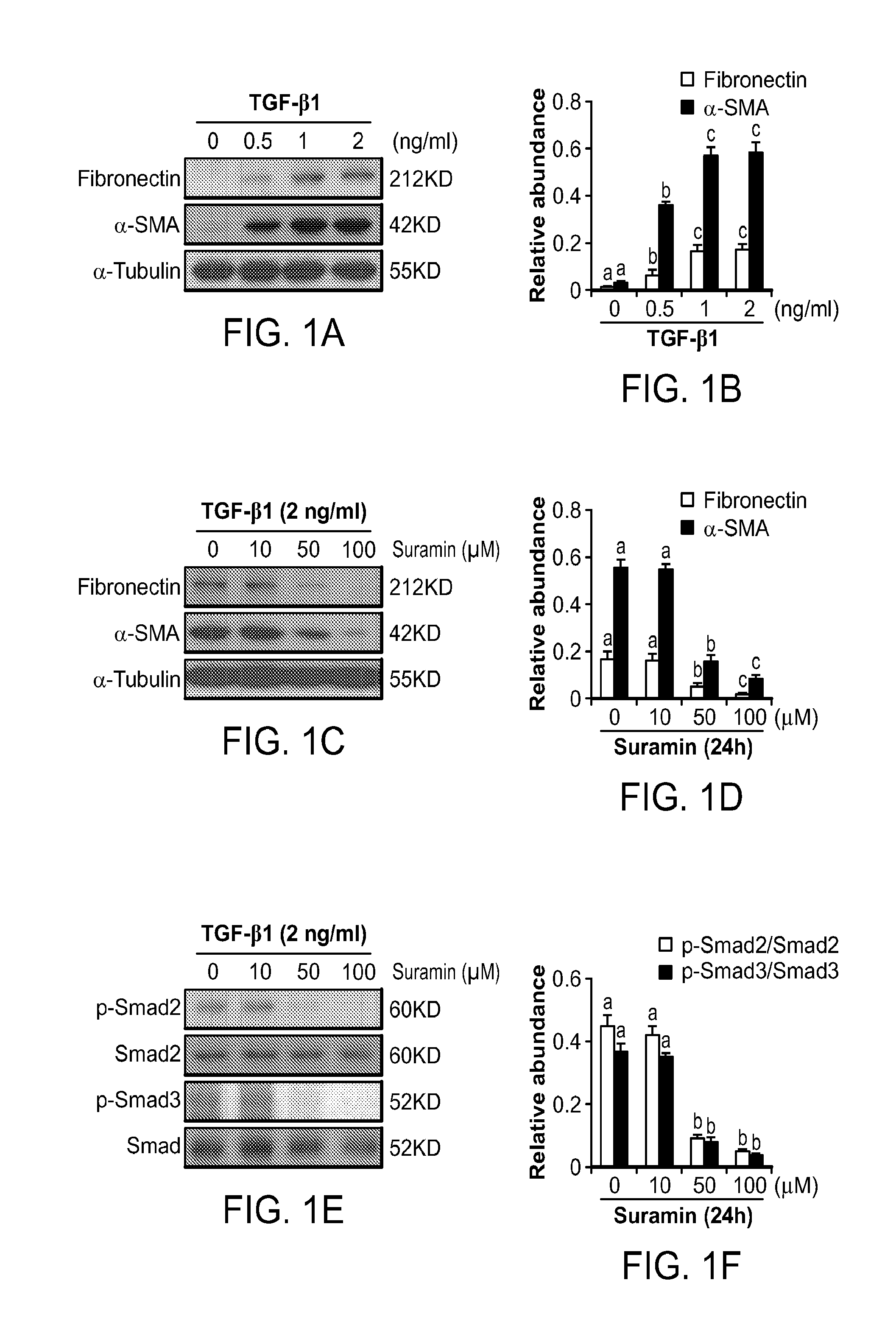 Inhibition of Renal Fibrosis