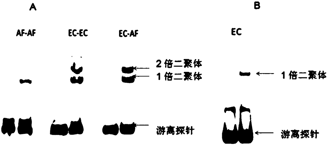 Arsenite inhibitory factor reporter gene plasmids, construction method and application thereof