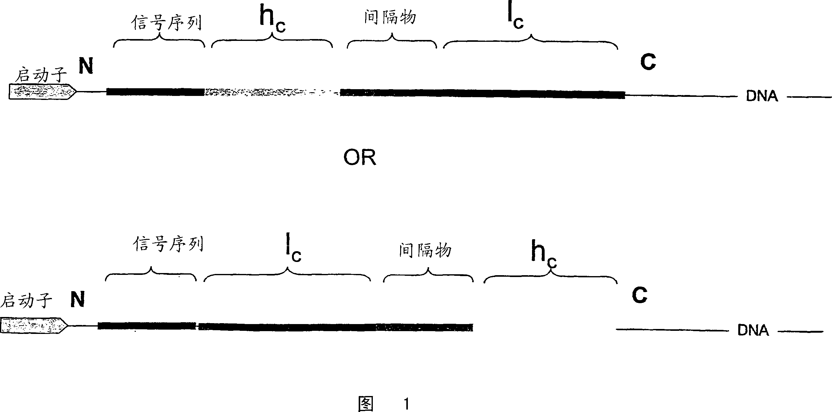 Single chain antibody with cleavable linker