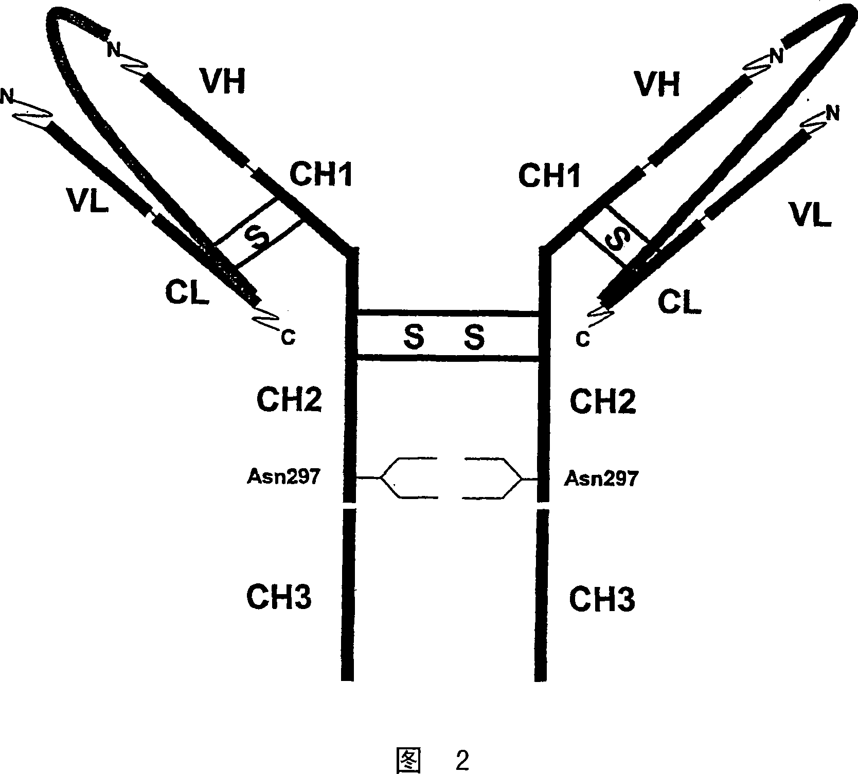 Single chain antibody with cleavable linker