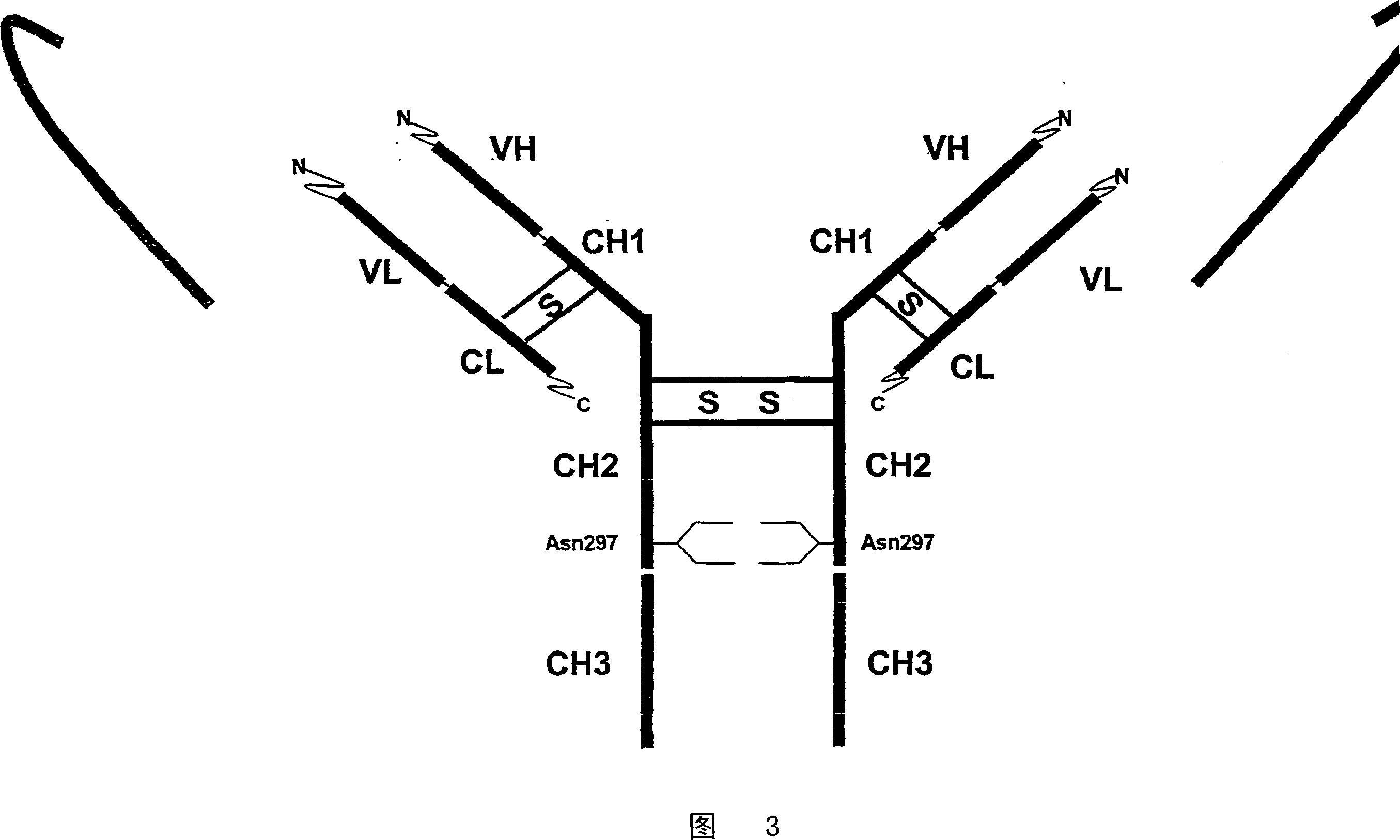 Single chain antibody with cleavable linker