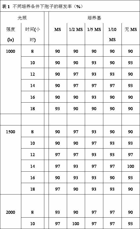 Method for quickly breeding pteris vittata by spore semi-tissue culture method