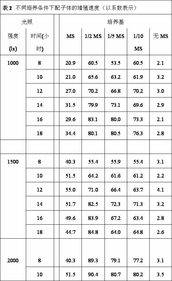 Method for quickly breeding pteris vittata by spore semi-tissue culture method