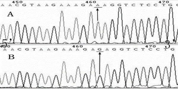 -2500 locus variant of mitochondrial fusion gene 2 and detection method of -2500 locus variant