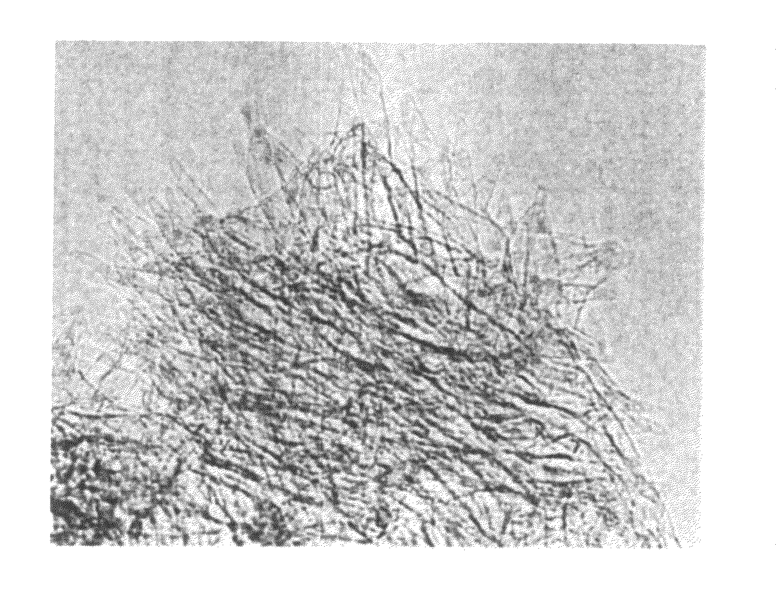 Carbon Nanohorn Carried Material And Process For Producing Carbon Nanotube