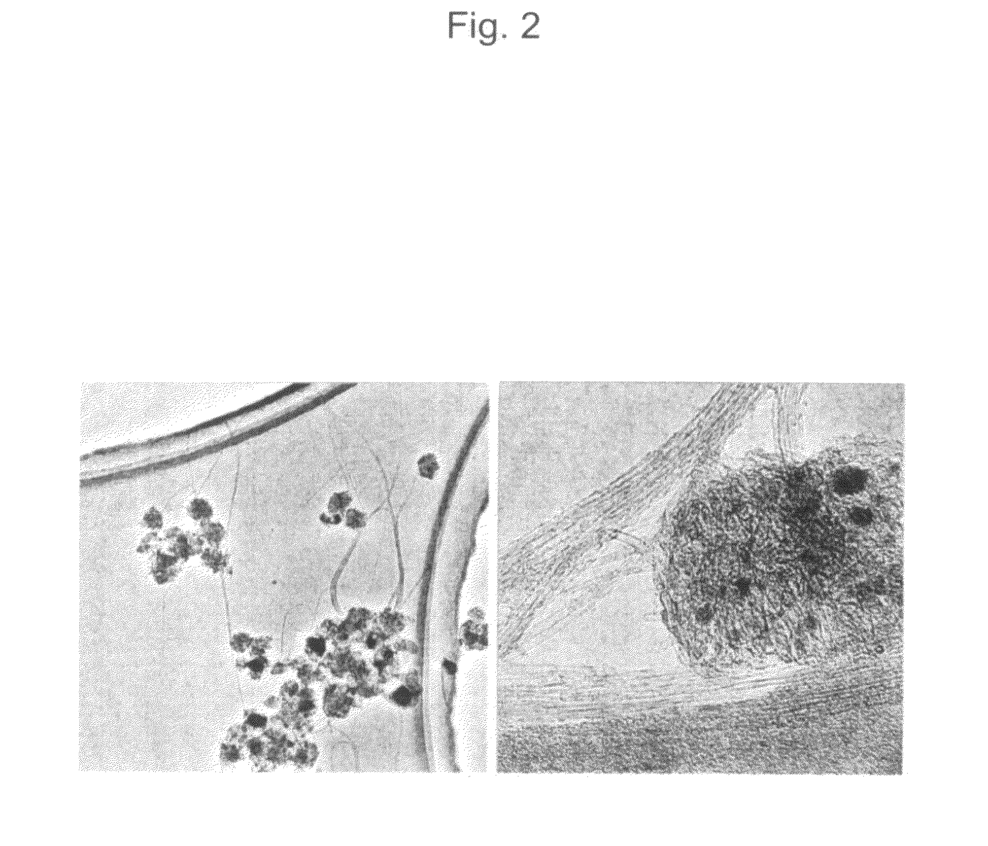 Carbon Nanohorn Carried Material And Process For Producing Carbon Nanotube