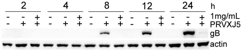 Application of hippophae rhamnoides polysaccharide in preparing of preparation for preventing and/or treating porcine pseudorabies virus infection